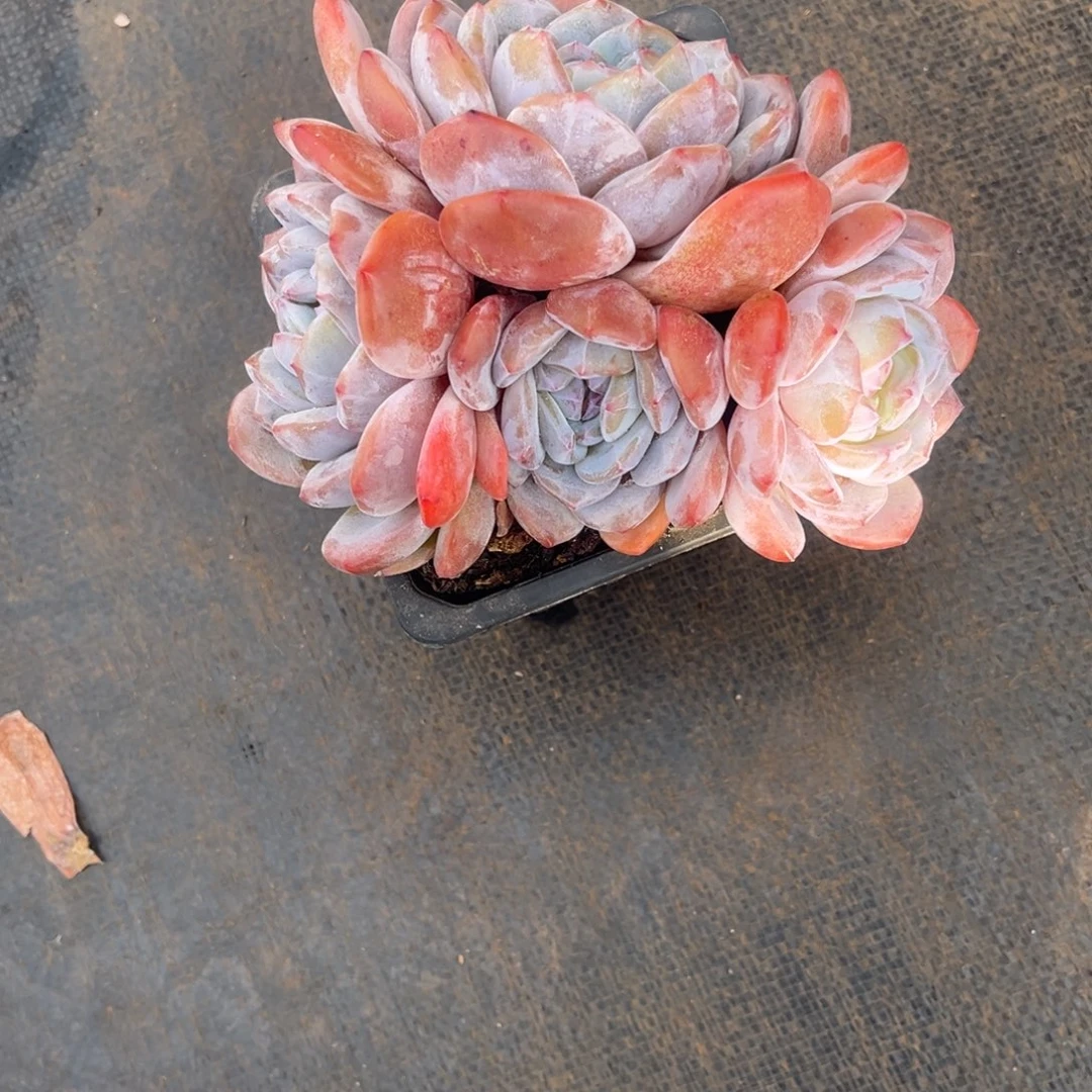 冷***青冷清姐姐的石榴籽四头