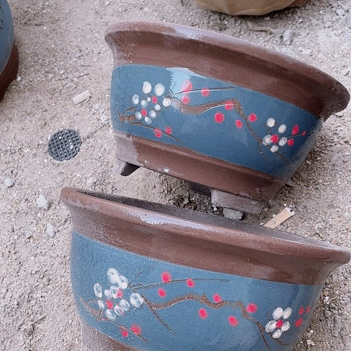 紫砂24/24蓝富贵点菜花片