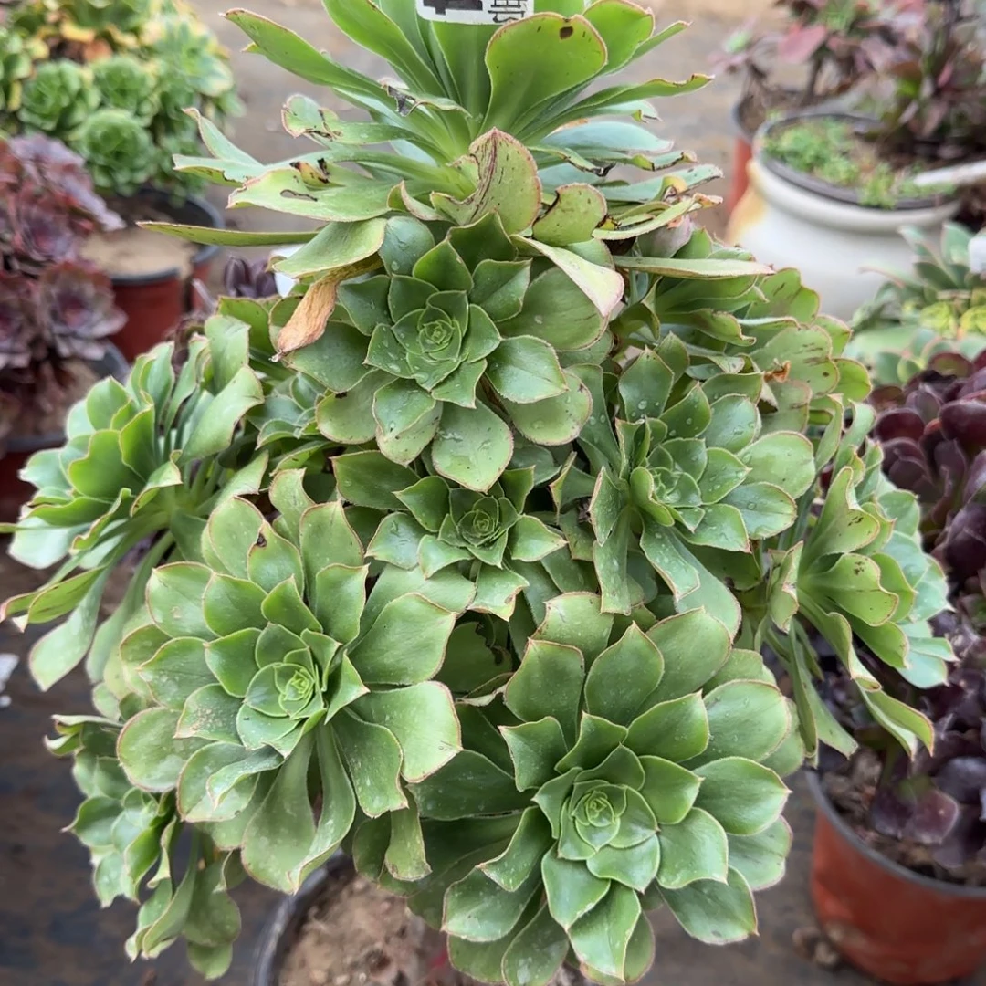 绿玫瑰344满20包邮断枝不包