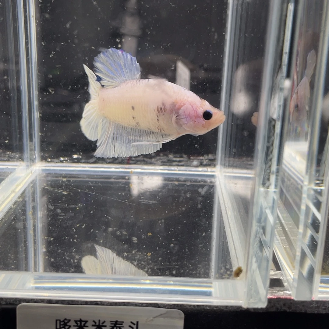 斗鱼12.7 白糖  062
