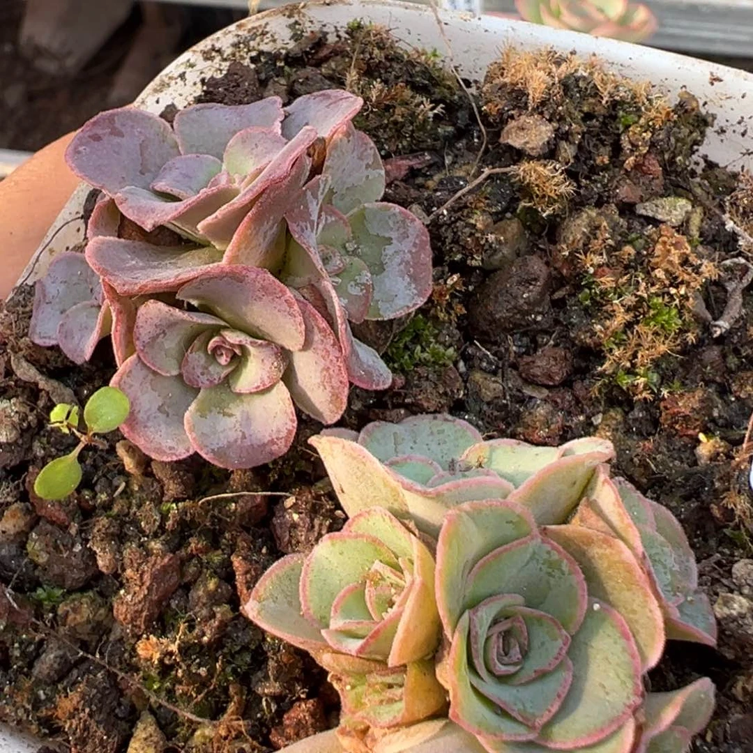 陈陈927山地玫瑰一盆