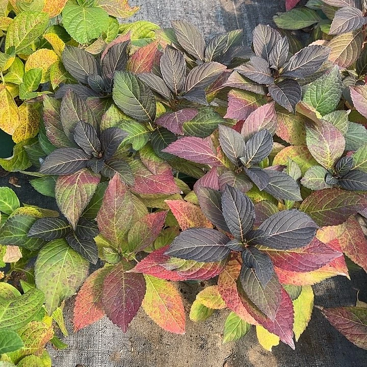 完全开放三加仑盆日食