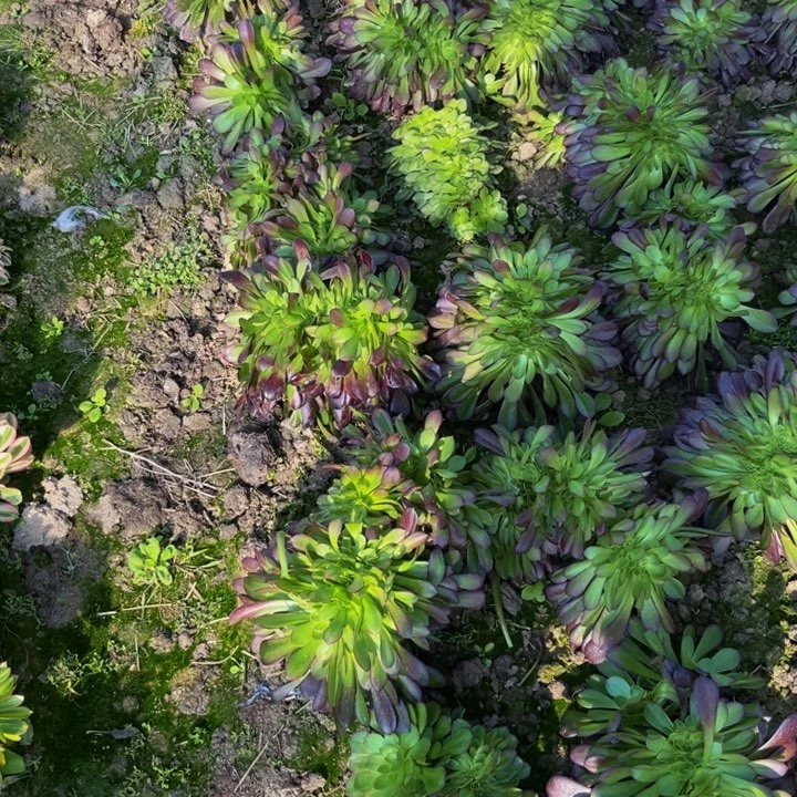 欧子缀多肉植物捧花