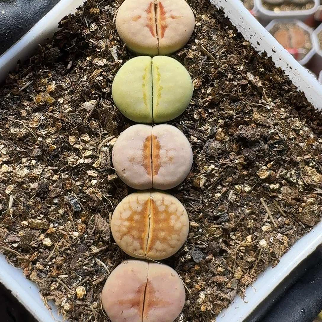 生石花111122。  299