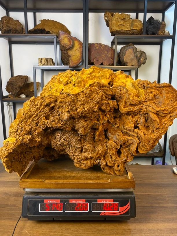 藏区松针层孔菌松树黄百年珍品摆件