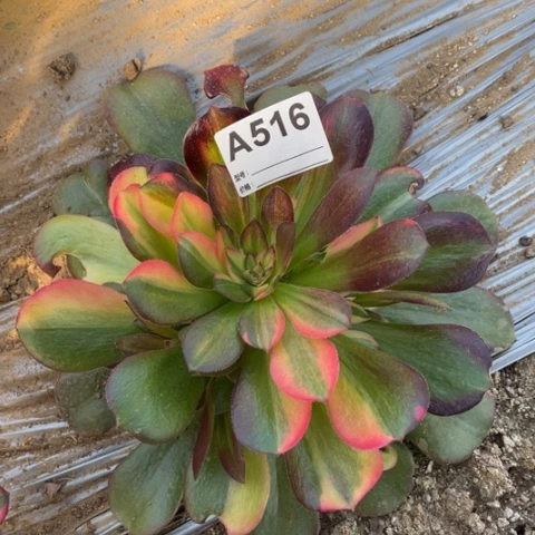 我***～多肉植物韶修七彩二个