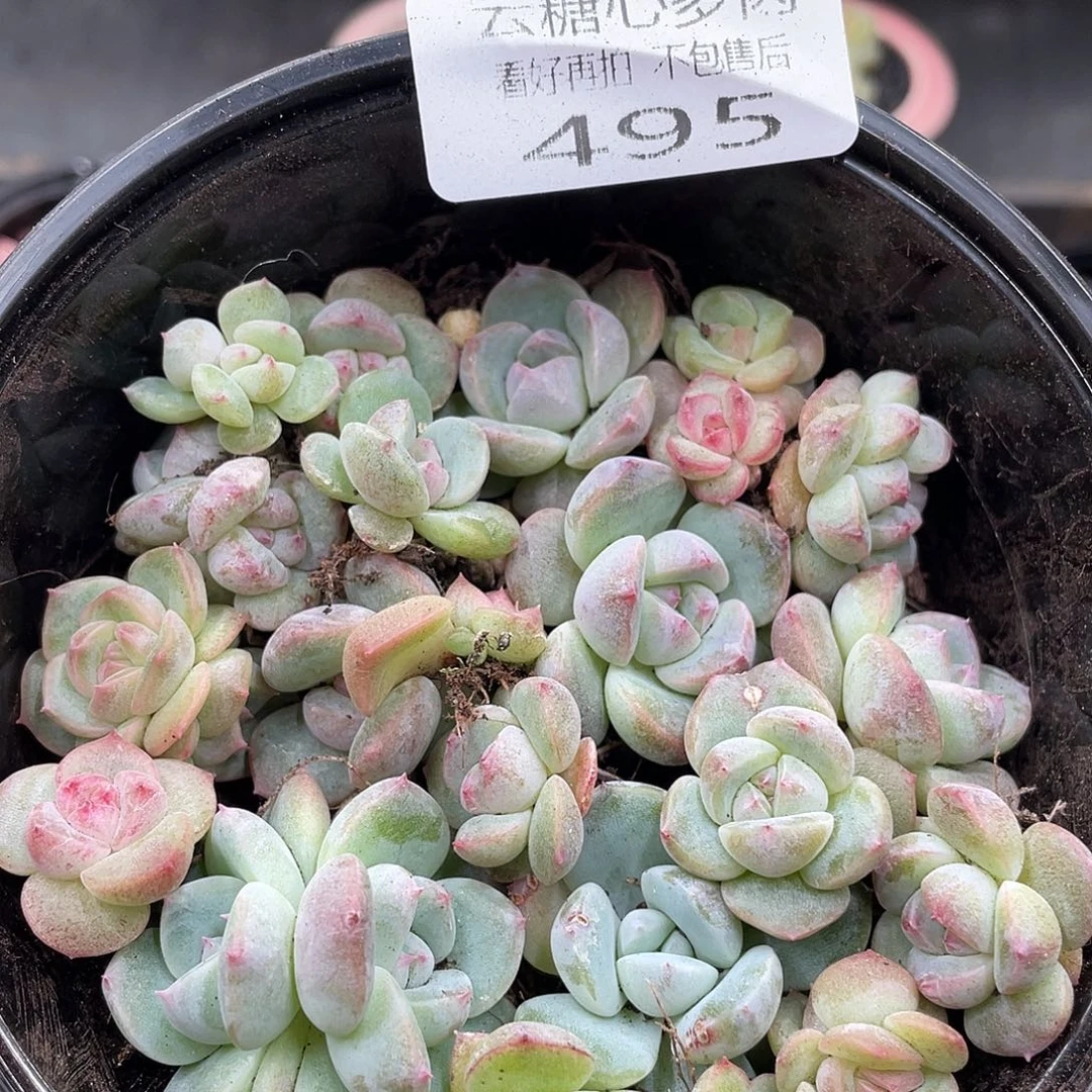 云糖心多肉植物495