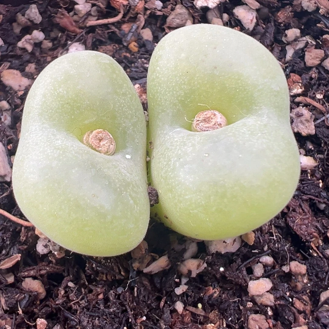 12.4好看的多肉脱土发货118