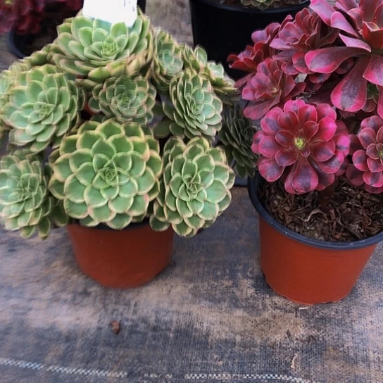 七***版无花朵法师多肉植物组合805