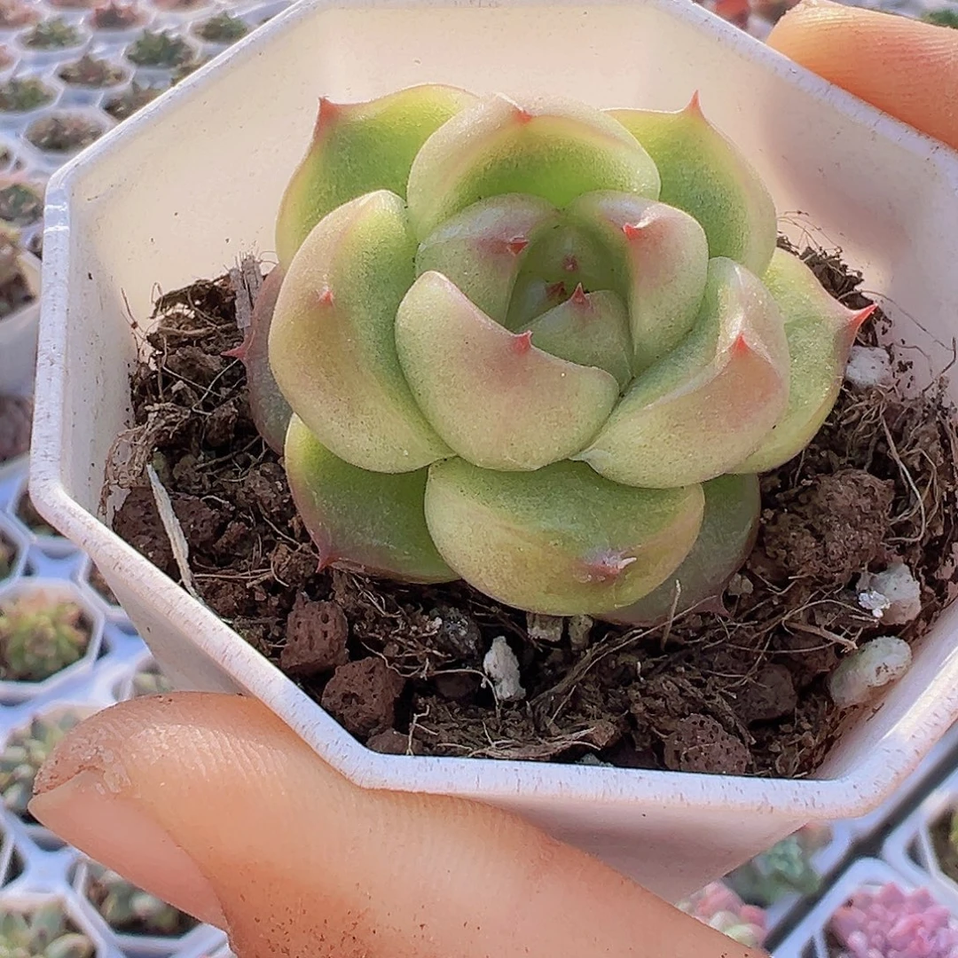 灯泡珍妮19包邮多肉