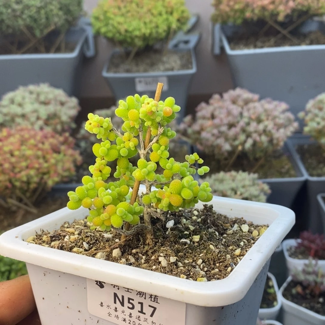 517金桔糖球枝干番杏