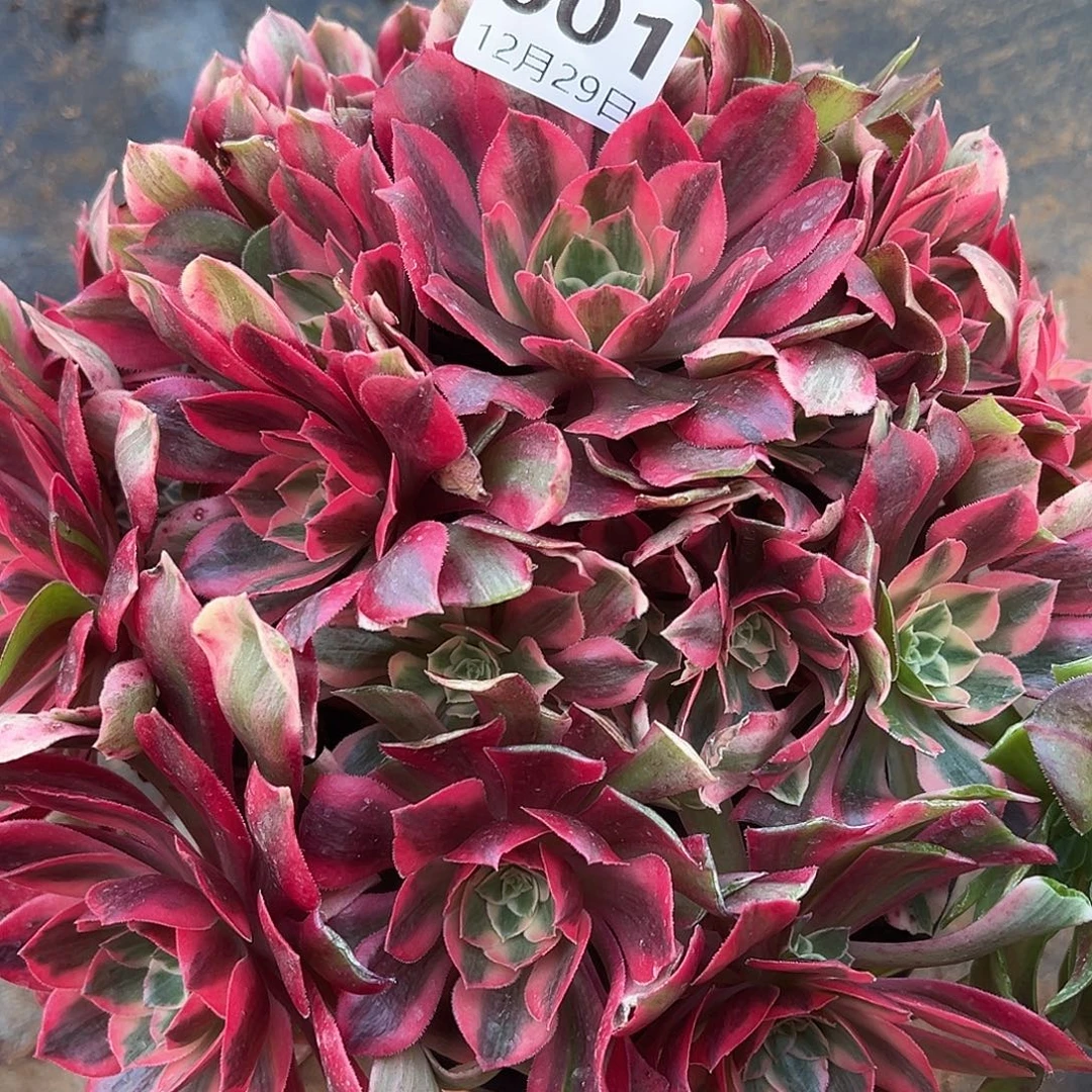 12.29-1女妖多肉植物