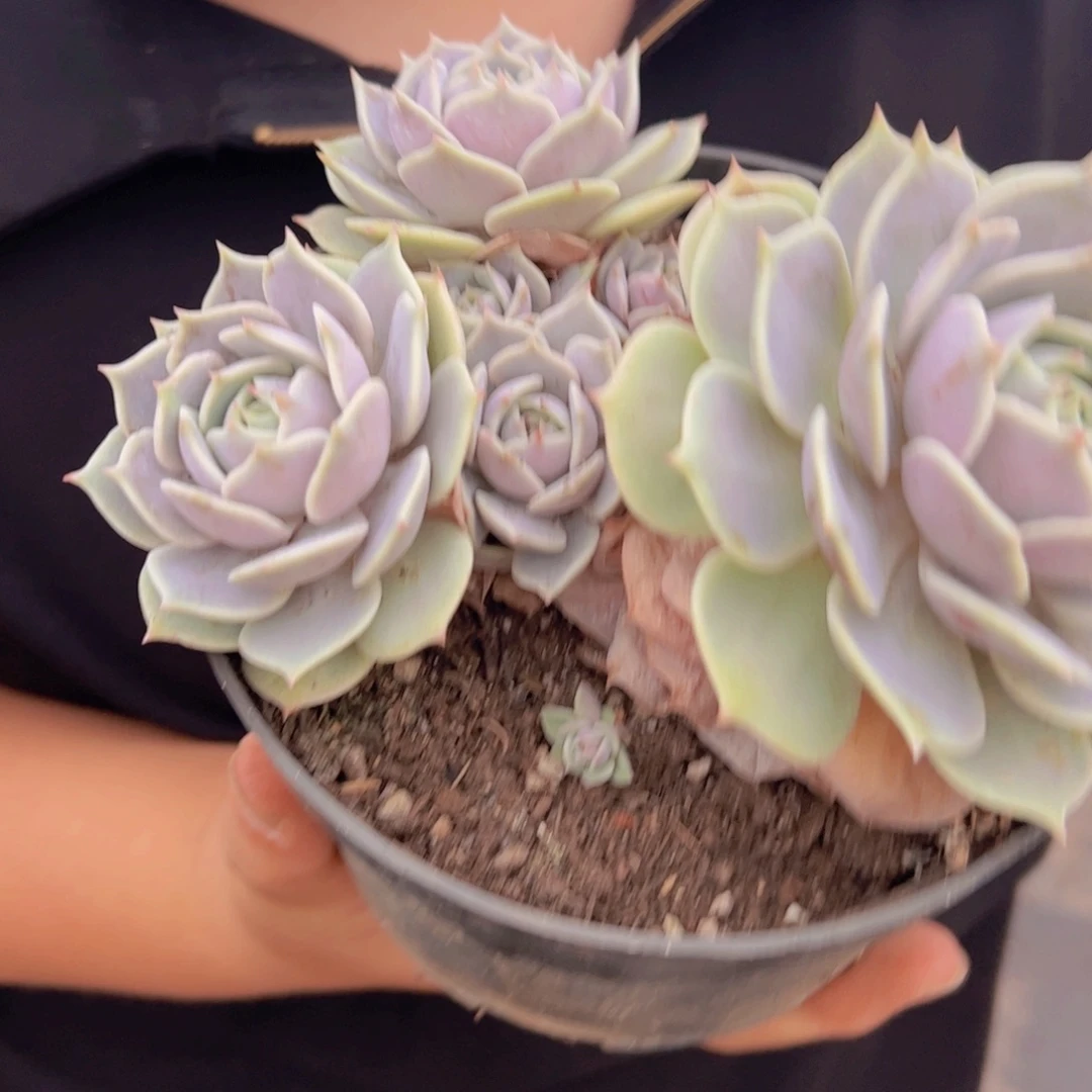 露娜莲三头起发，160杯