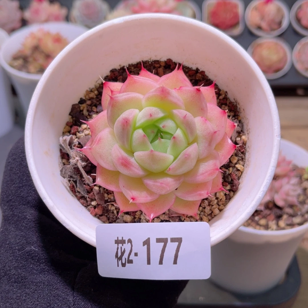 红陶花利美2-177麦秆