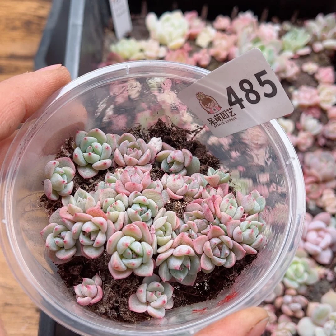 张**?多肉植物多肉植物