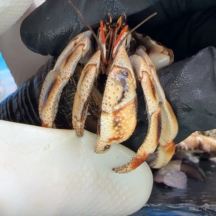 A46碳烤小面包 马岛深紫1.5cm口径