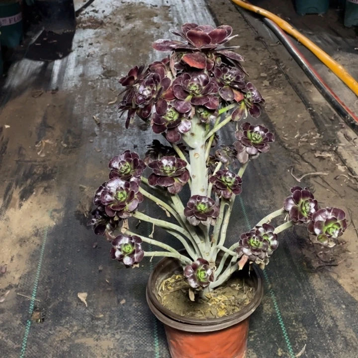 31圆叶多肉多肉植物