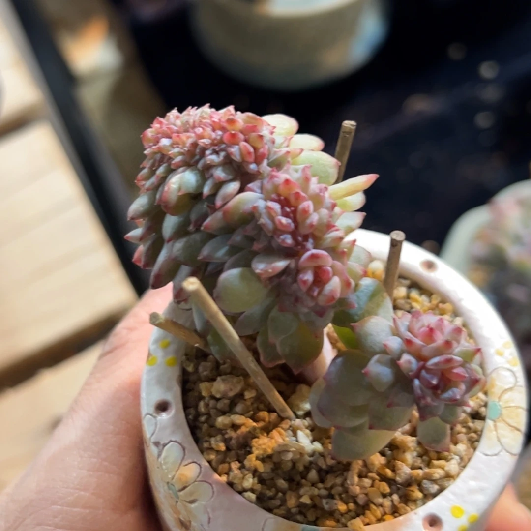 新年快乐 新年快乐