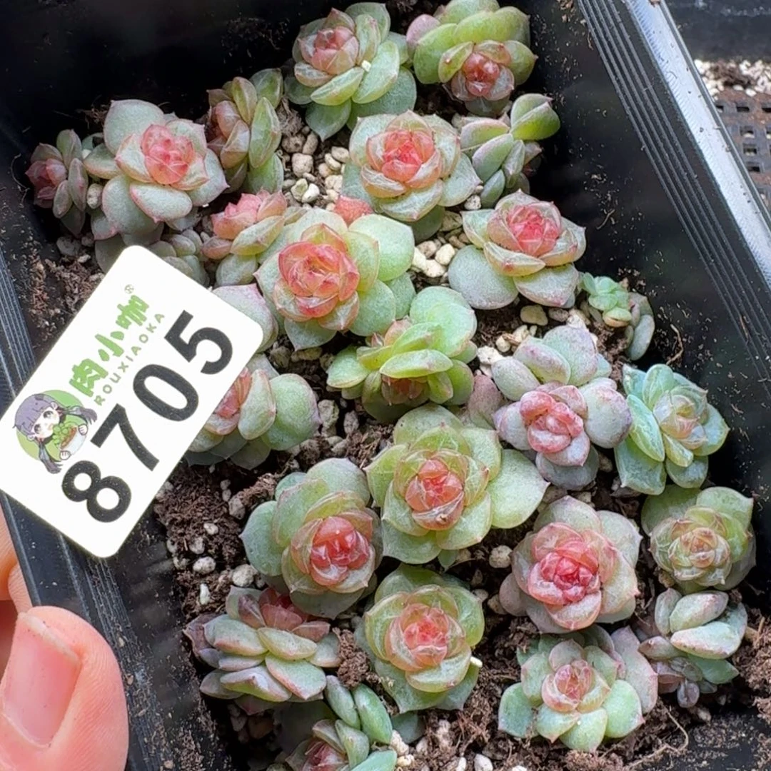 林***3多肉植物多肉植物