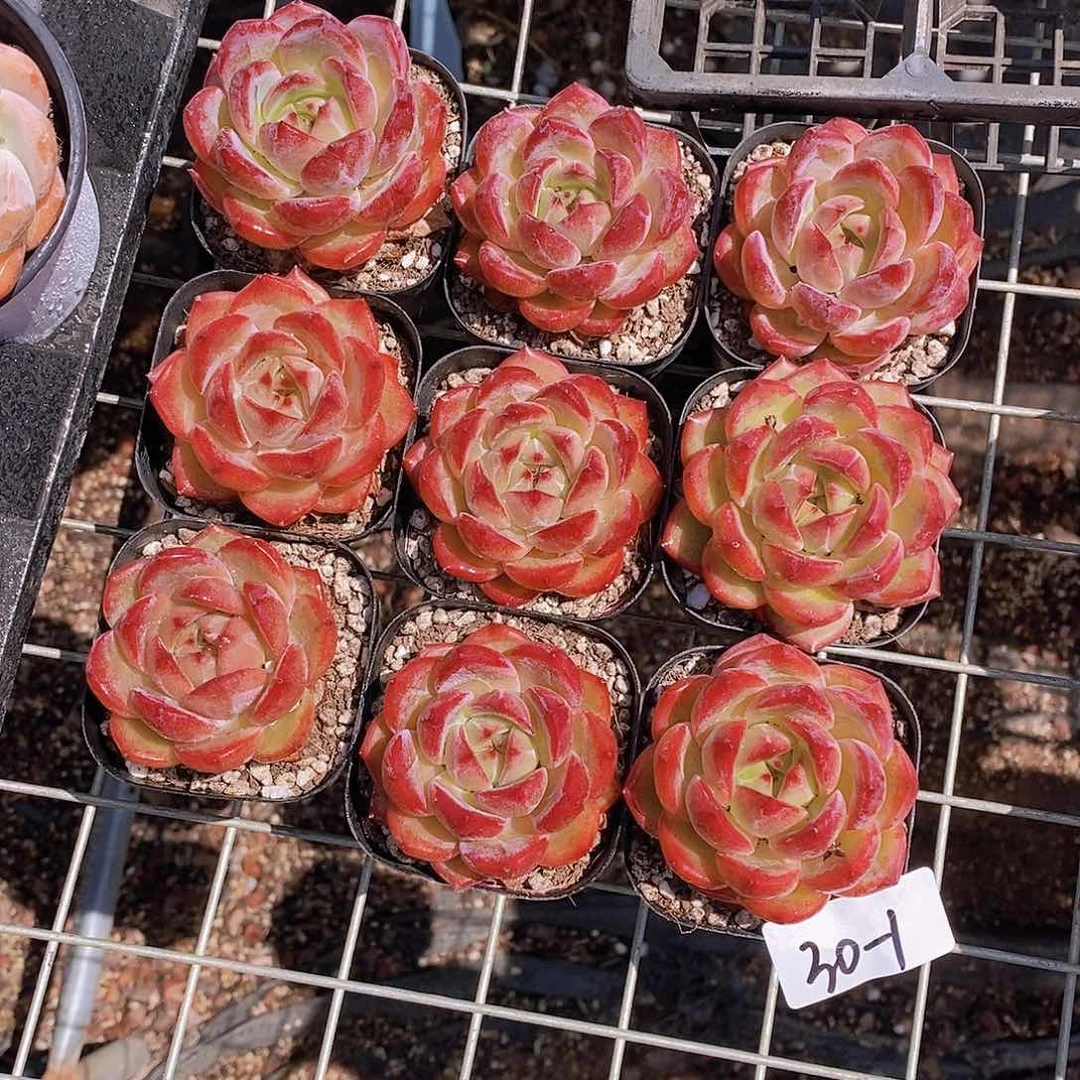 30-1- 福利夜魔侠单头一颗 量拍