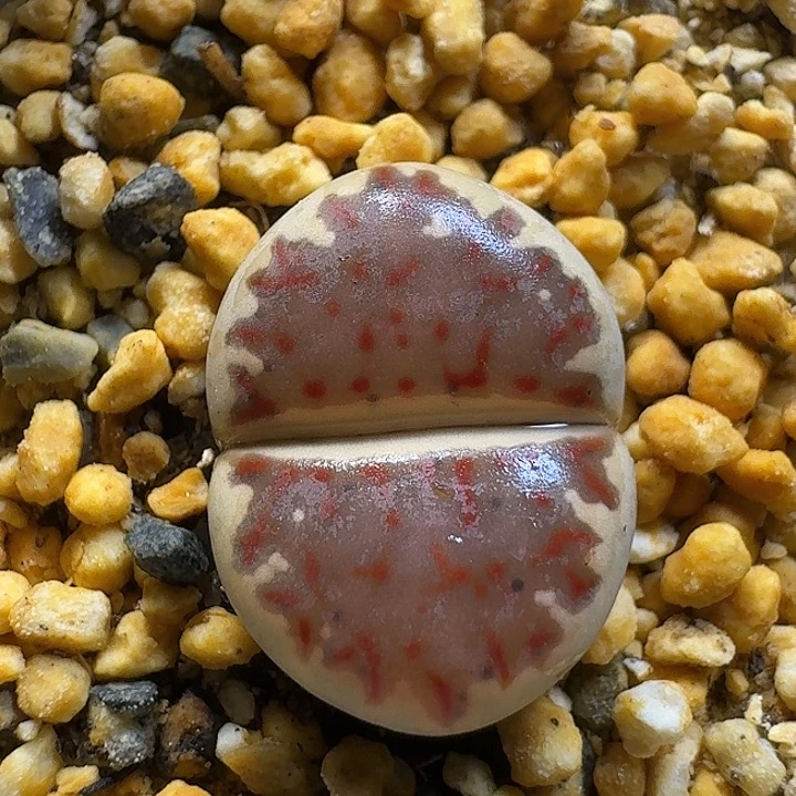 生石花1111122。  262。  1.5左右。