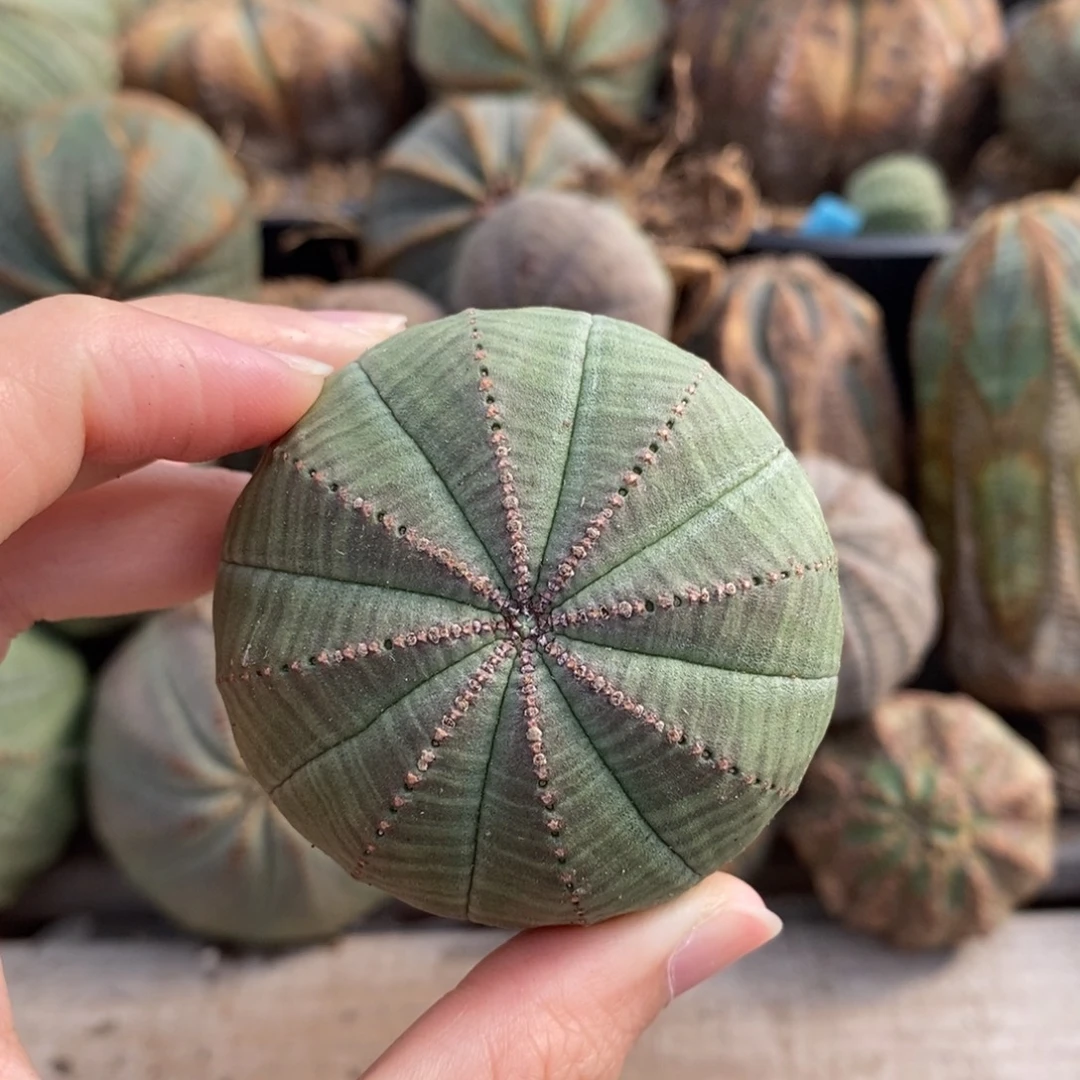 6布纹球精品一物一拍