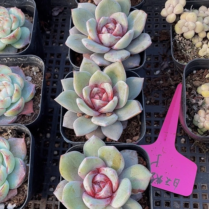 德国香槟带哦土发