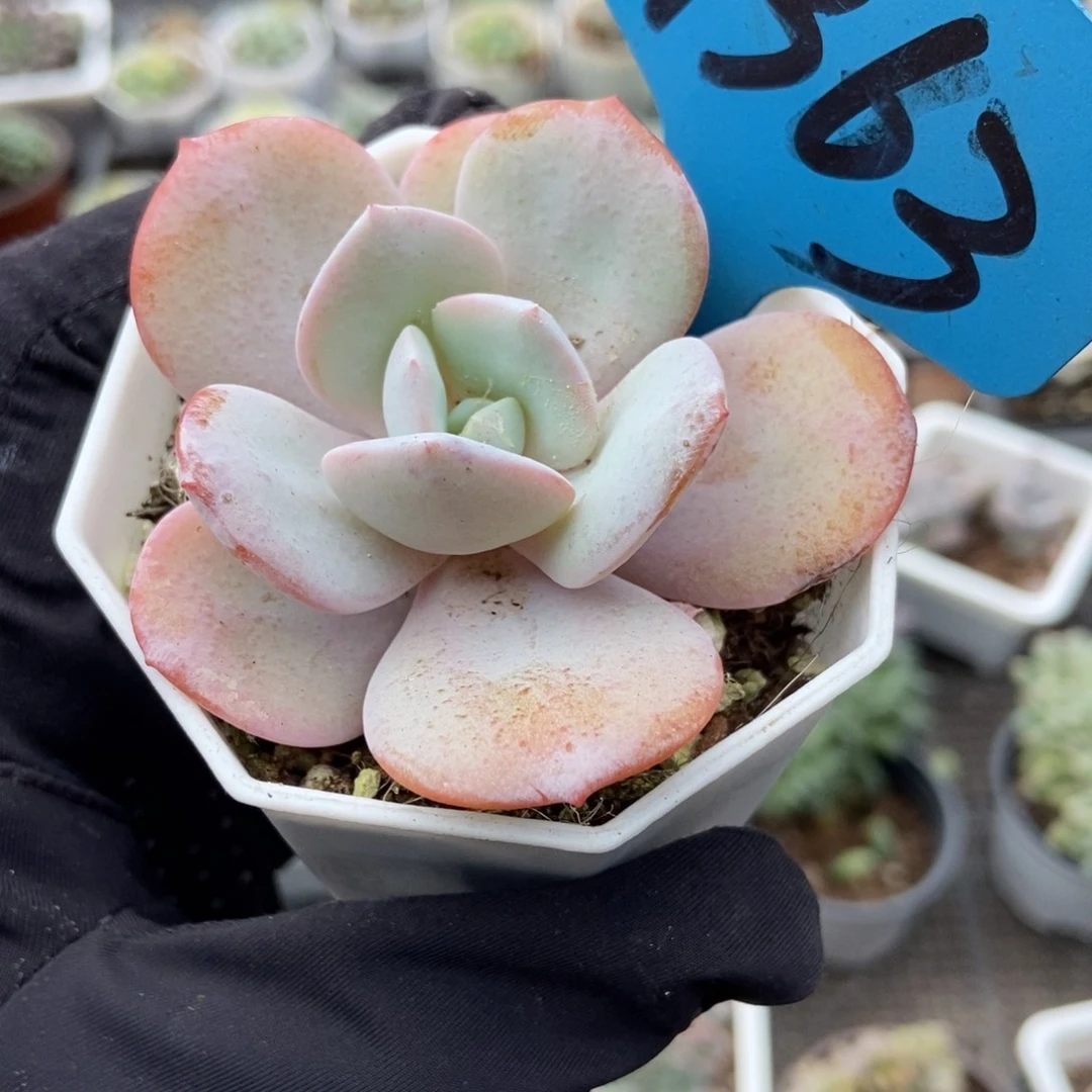 7363风橙多肉植物多肉