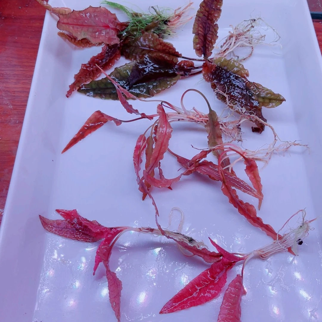 混合椒草一份特价套餐