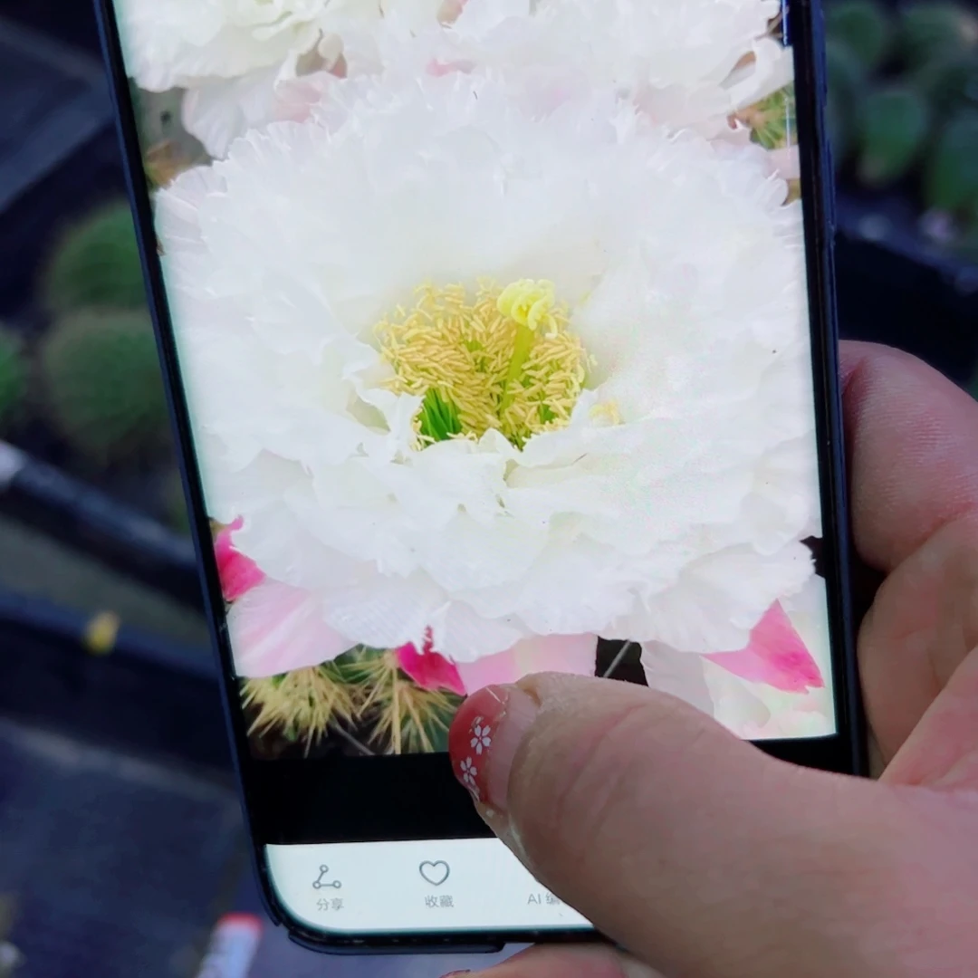 下18毛白牡丹无根侧芽5公分左右20包邮