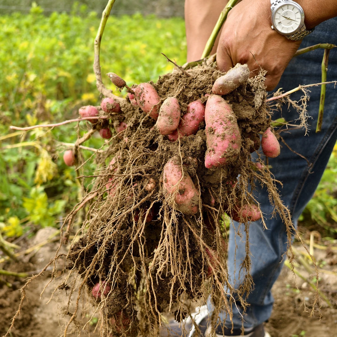山南贡嘎发货西藏全境包邮贡嘎昌果红土豆