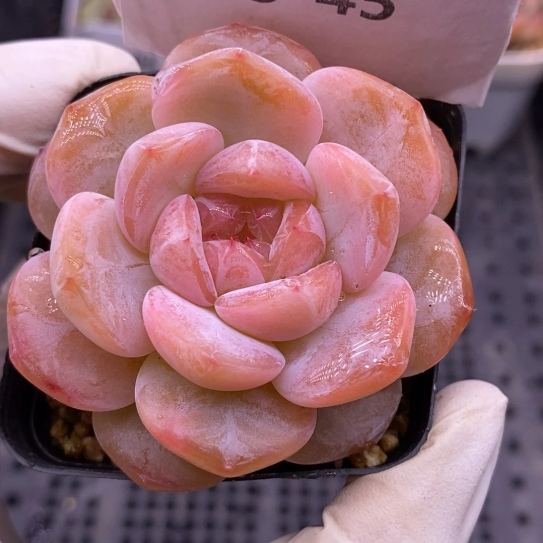 【闪购商品】05-45