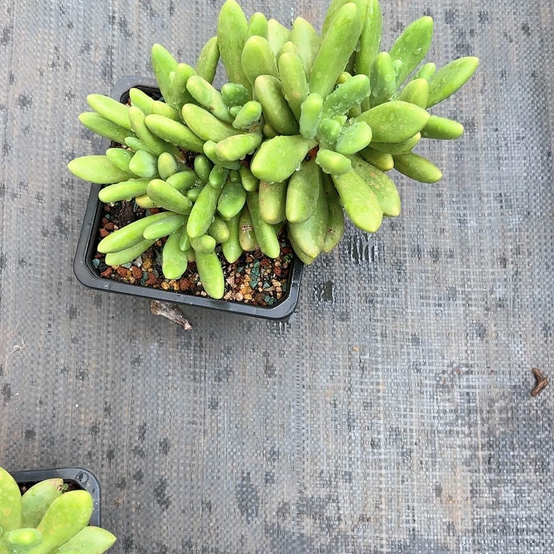 【闪购商品】芒果奶