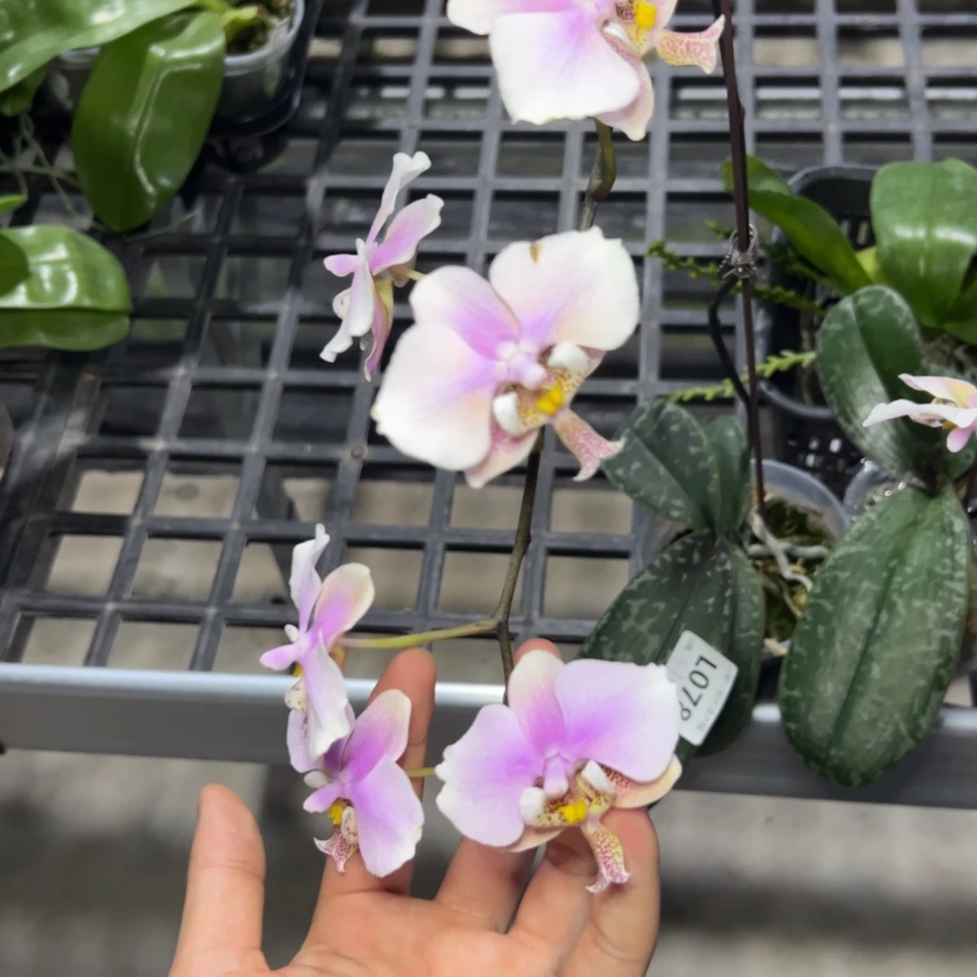 花***7完全开放l078三寸ys1165