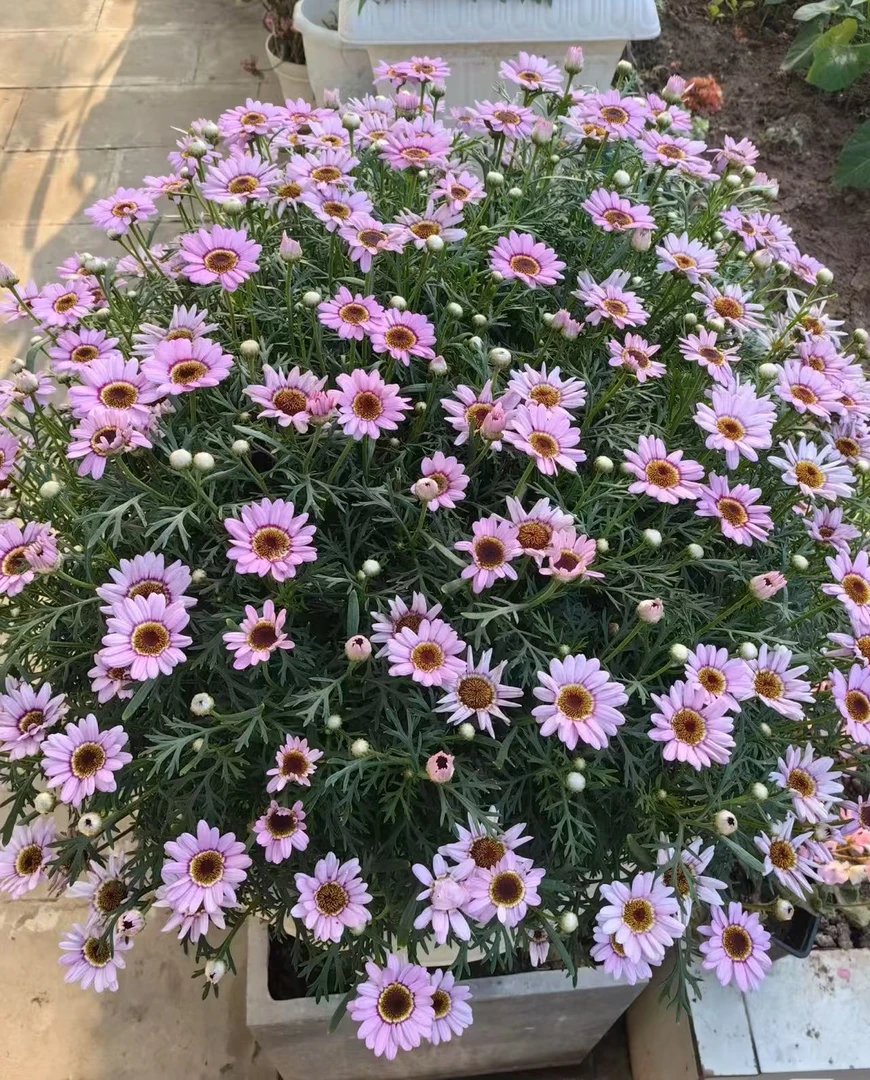 大眼睛粉色玛格丽特盆栽多年生易爆花发货快新手易养护喜阳植物