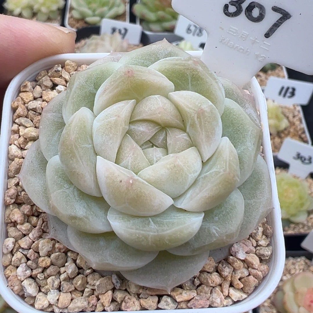 307号新品 晗雨多肉
