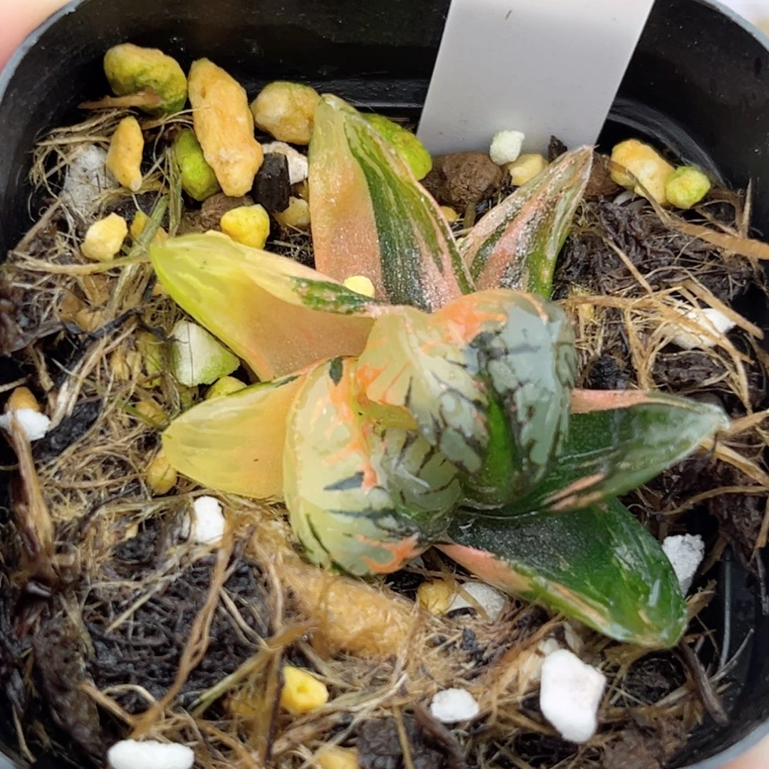 45黑水晶玉露锦福利专场
