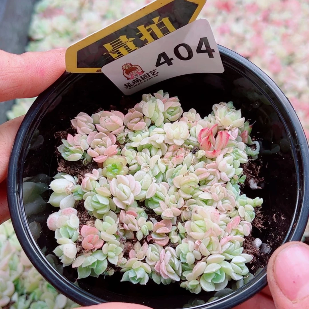 多肉植物多肉植物