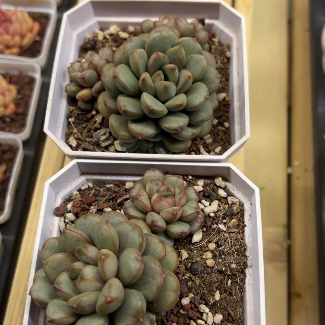 葡萄满满，福利多多