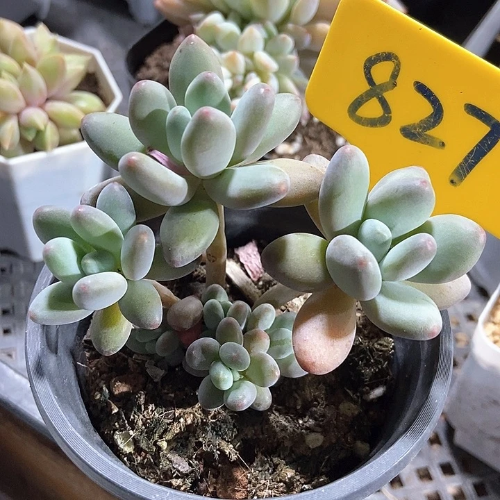 多肉植物苹果奶827