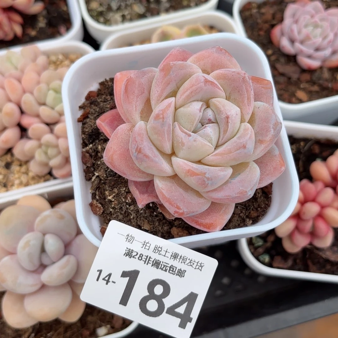 冰玉多肉多肉多肉多肉