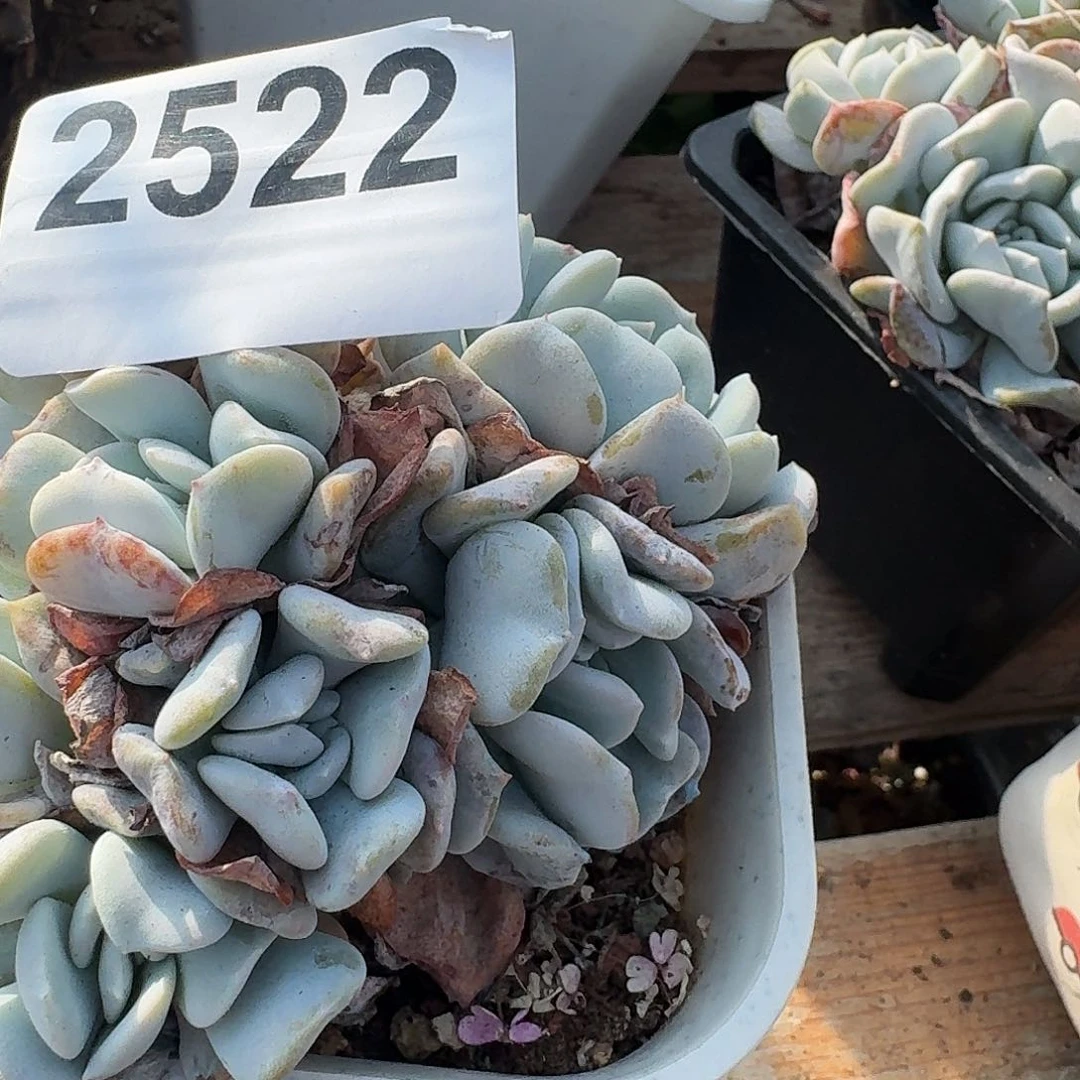 闪****醒3161616166161616161