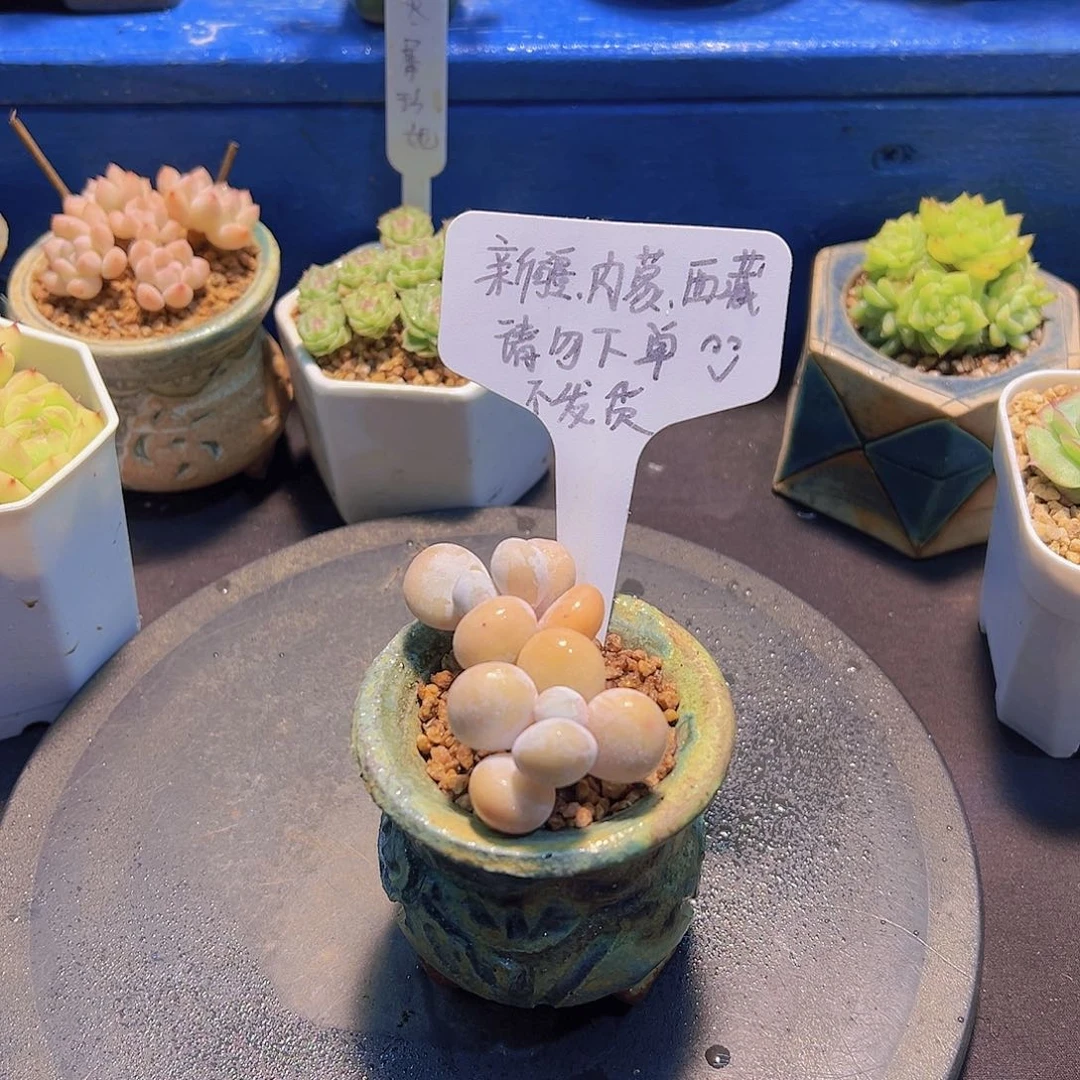 达摩奶酪，多肉植物，