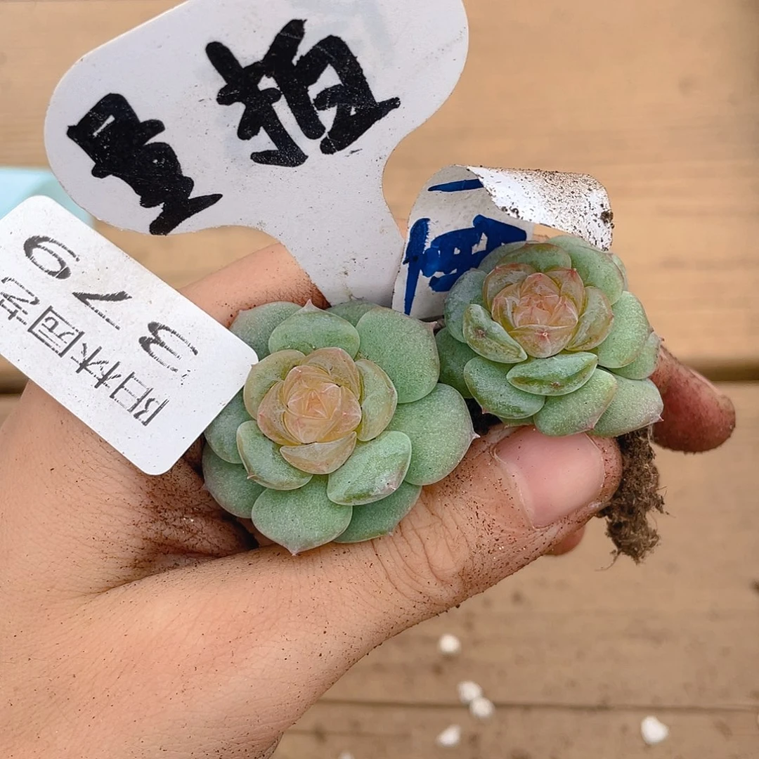 量拍多肉植物多肉植物379