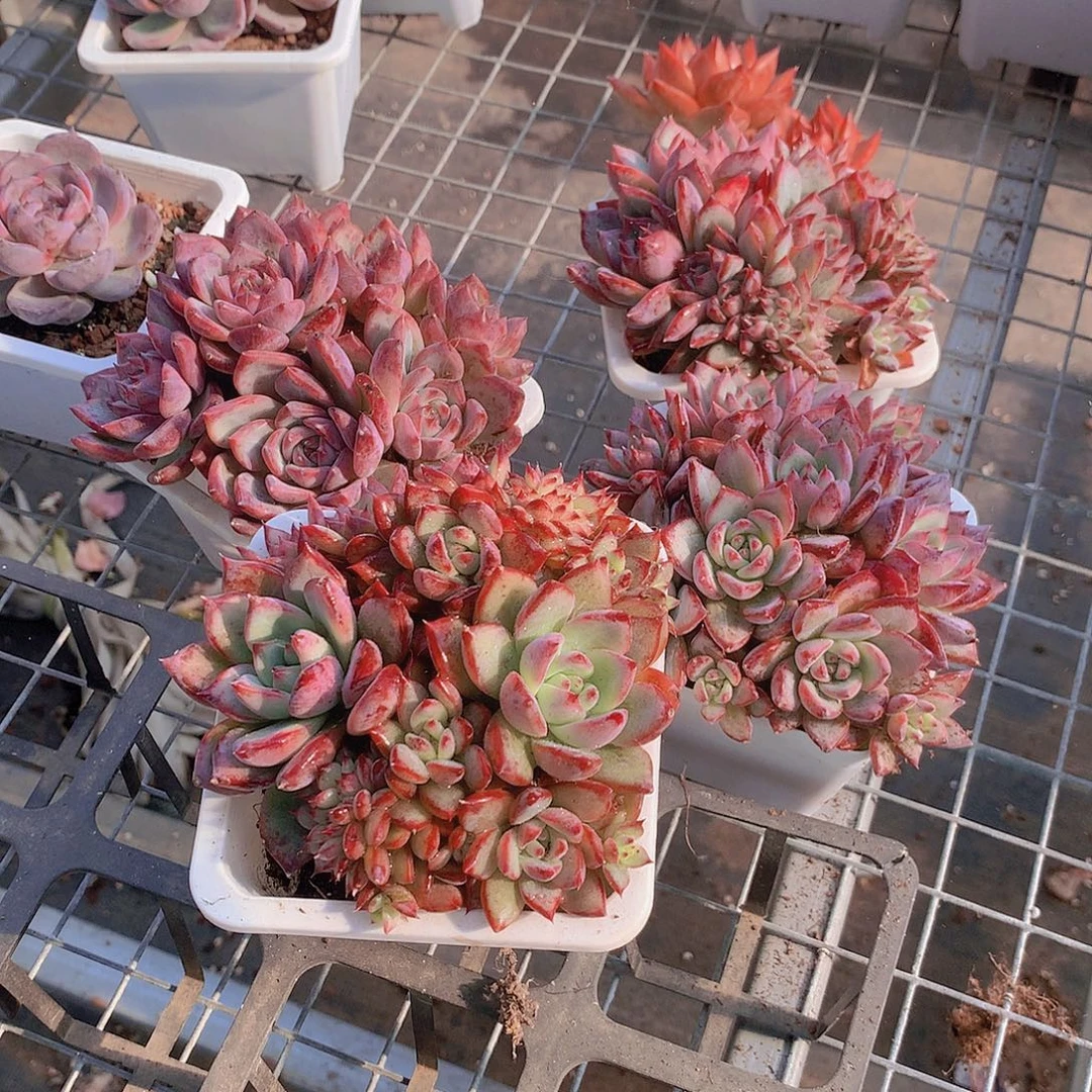 拉糖多头群捡漏456789900000