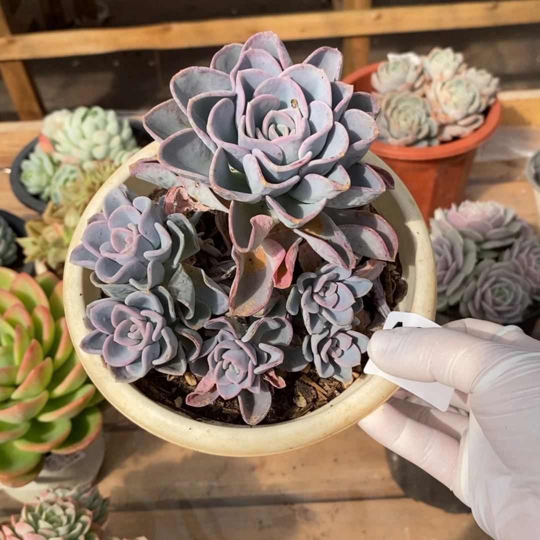 201美尻多头一物一拍