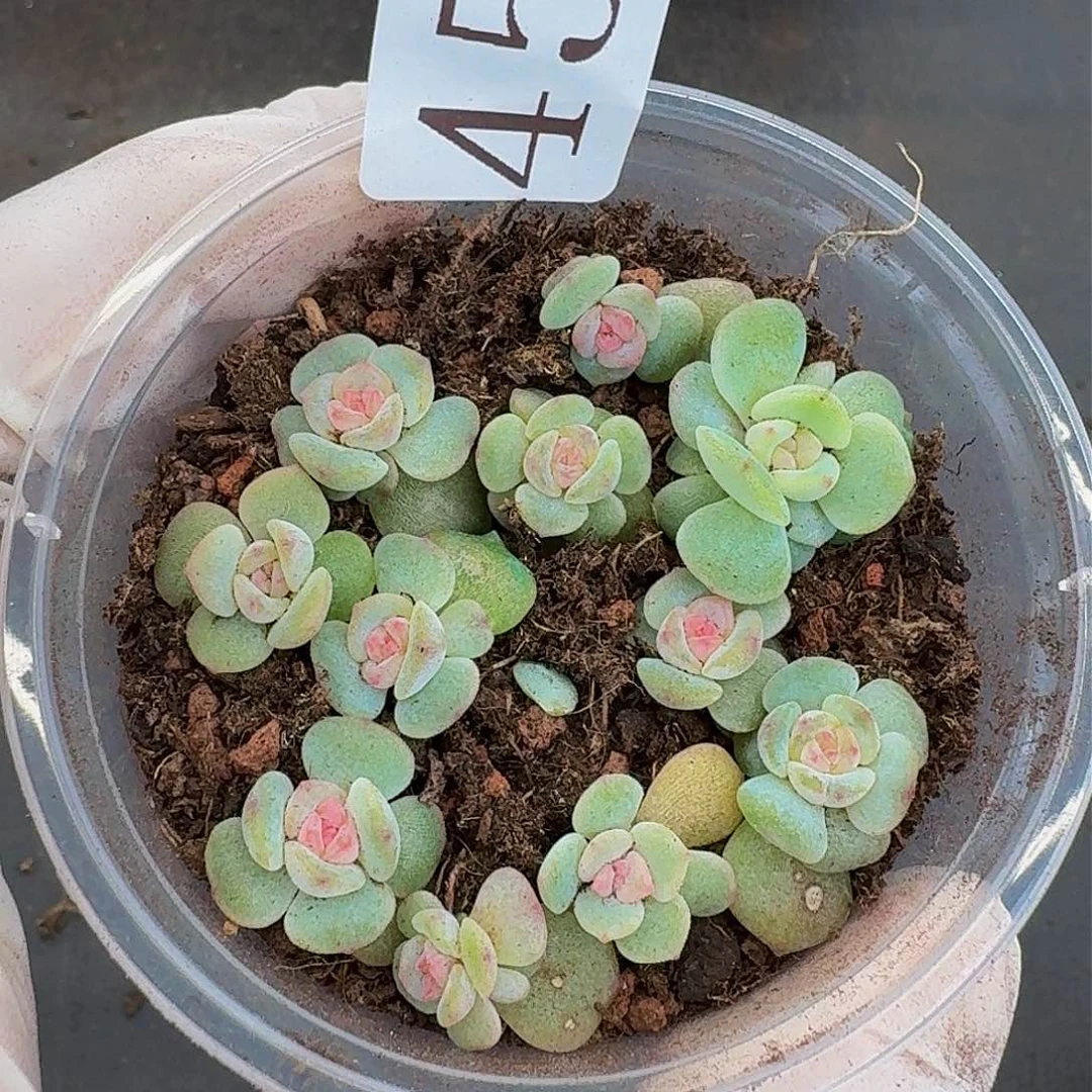 多肉植物多肉植物45