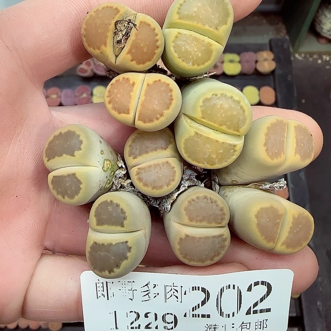 满满18包邮1229-202