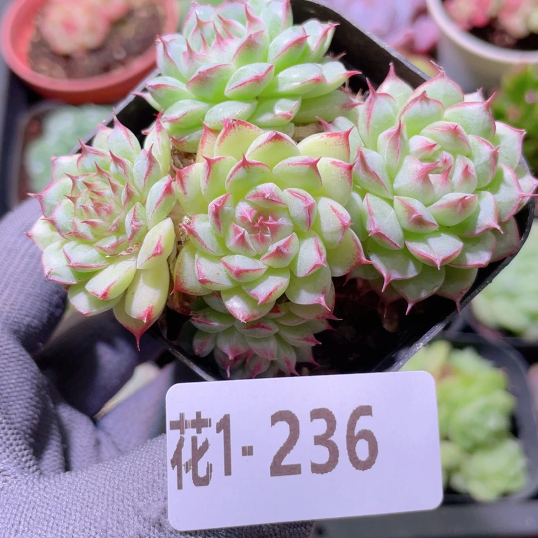 花利美 1-236海王