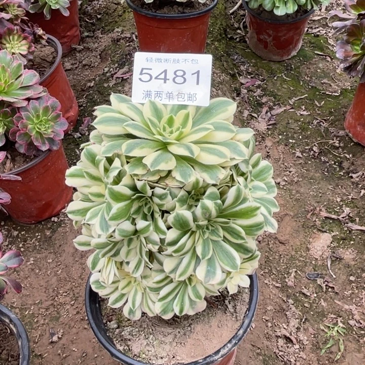 5481迈巴赫的人多肉的